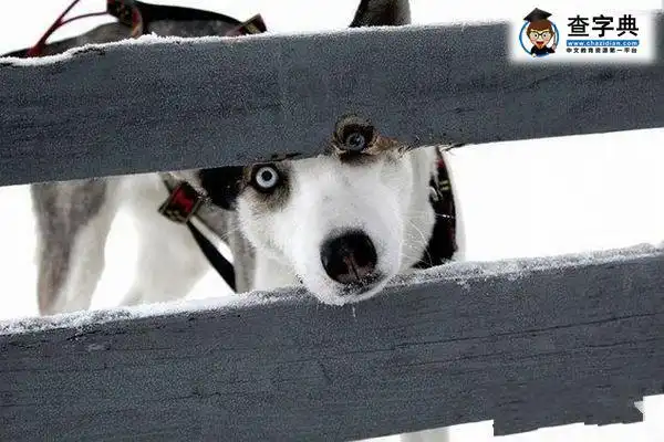 望眼欲穿啊 - 搞笑图片 - 查字典