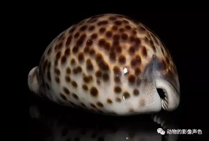 珍贵的虎斑宝贝,再不好好保护可能就要灭绝了