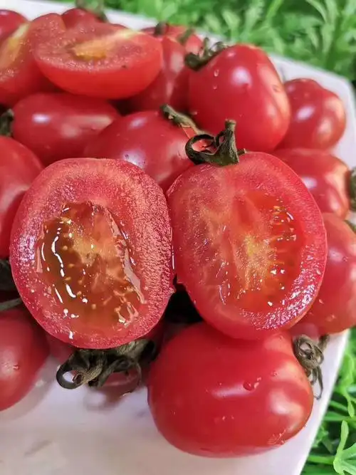 山东千禧圣女果小柿子5斤装小番茄新鲜水果千禧小番茄蔬菜西红柿