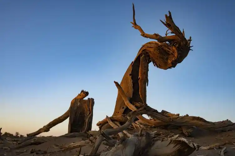 怪树林的沧桑悲凉,领尽大漠瀚海风骚,是大自然独钟的奇迹.