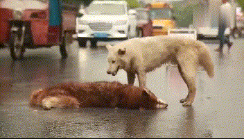 原来狗狗也如此重情重义!