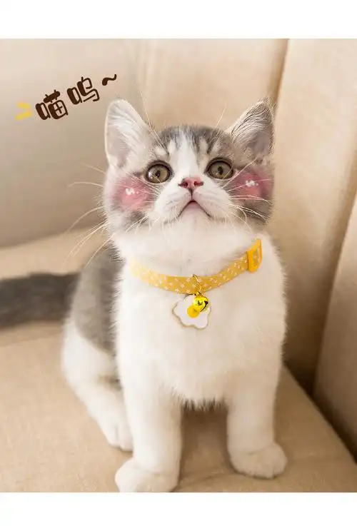 可爱猫咪项圈猫猫脖子狗装饰狗项圈小猫颈圈项链饰品铃铛脖圈用品