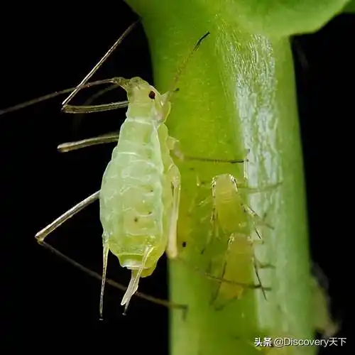 恶名昭彰的昆虫(2)-植物的敌人_蚜虫_影响_蚂蚁