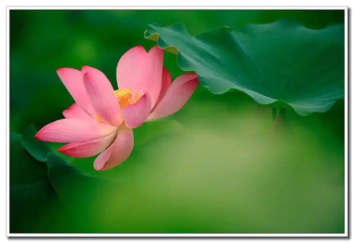 【首发】佛教与莲花(二)