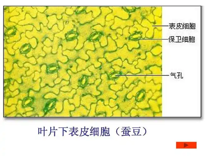叶片下表皮细胞(蚕豆)