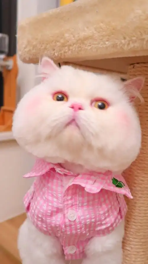 可爱小猫喵星人写真图片