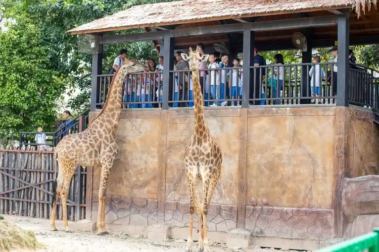 细心的游客都会发现,在亲亲动物园的长颈鹿区,多了两只小的长颈鹿