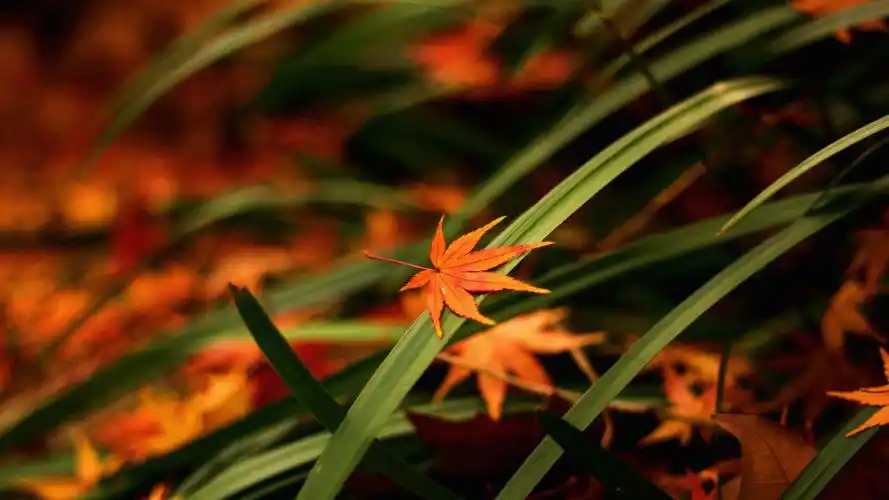 壁纸 红枫叶,绿草,秋天 3840x2160 uhd 4k 高清壁纸, 图片, 照片