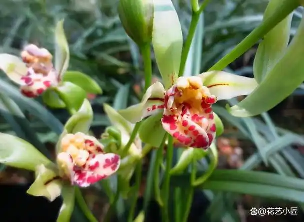 台湾独有的"罕见"下山兰,千金难买,品种贵气,可惜被名字耽误