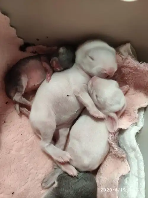 兔宝宝成长记从出生到第六天