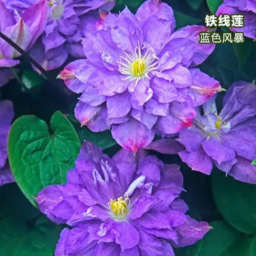 铁线莲 蓝色风暴 1年生进口裸根苗 重瓣组