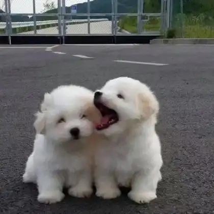 成双成对的情侣狗狗头像图片