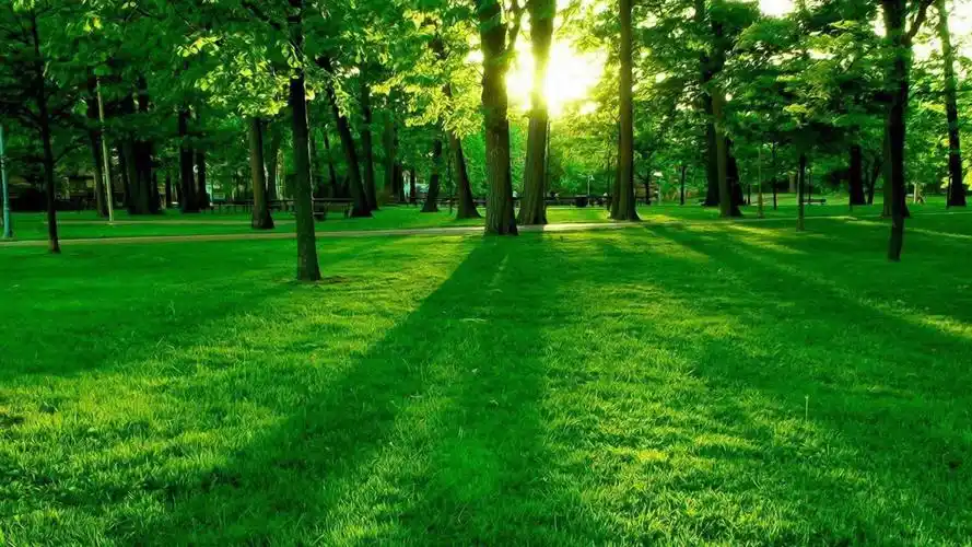 精选氧气森林风景护眼电脑桌面壁纸下载