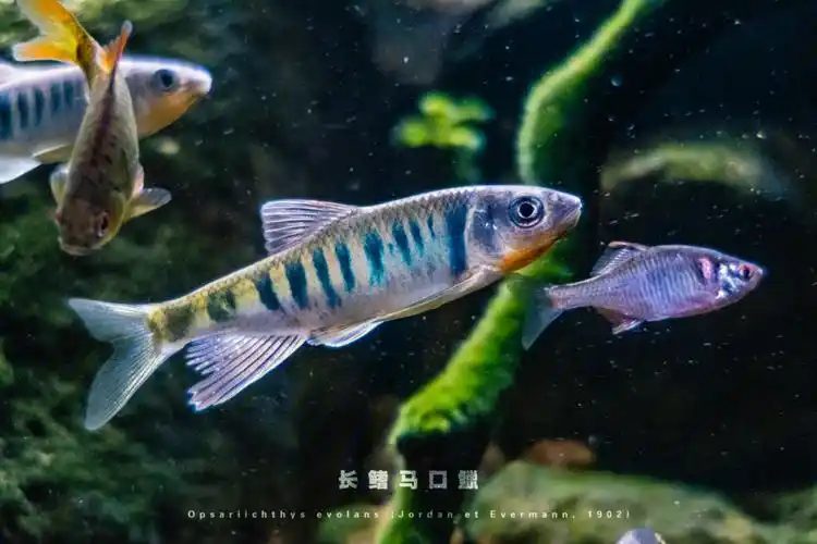 原生鱼种长鳍马口鱲