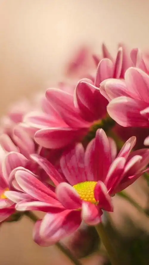 鲜花 清新 摄影 田园 绿色 自然 淡雅 风景名胜 壁纸 素材 锁屏 屏保