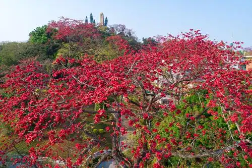 让市内不少木棉花都开得比往年早,近段时间气温持续温暖,更与广州一起