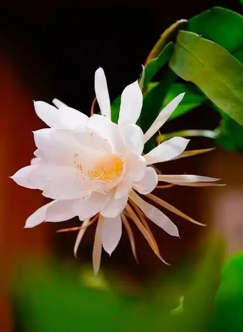 当你脚踏莲花时莲华自然开在心中