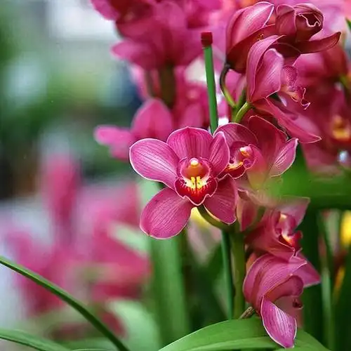 年宵花买"大将军",花朵红彤彤,气质高贵典雅,邻居见了都羡慕