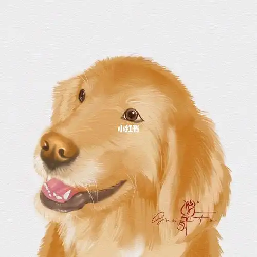 手绘小金毛狗狗