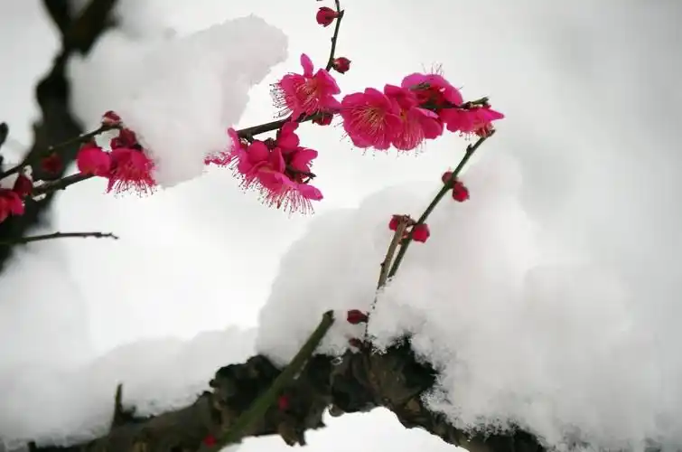 傲雪寒梅喜迎春——师大同学摄影作品展示