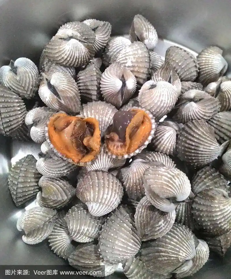 海蛤,自然,垂直画幅,贝壳,海产