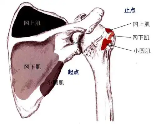 拉伸|冈上肌_手机搜狐网
