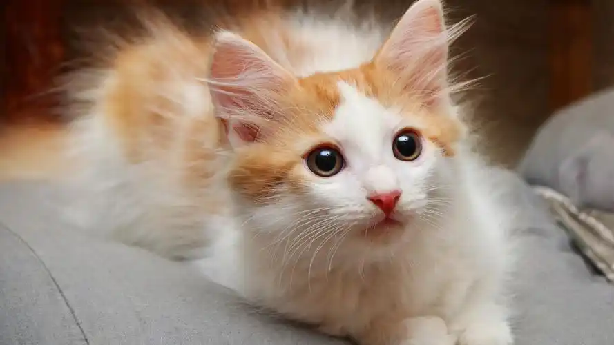 可爱的宠物猫咪高清宽屏桌面壁纸高清大图预览1920x1080_动物壁纸下载