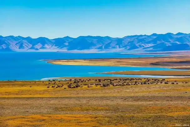 那曲高寒草原,中国最美六大草原之一