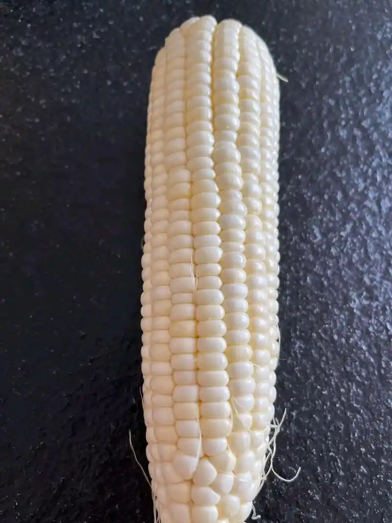 扒开外面的玉米苞叶,玉米穗颗粒饱满均匀,没有虫子咬过的地方,从底部