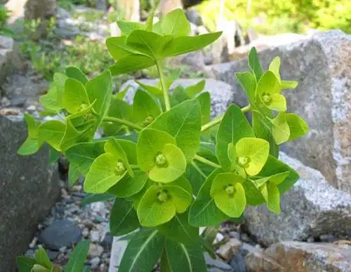 小狼毒大狼毒(上图)花卉名称:狼毒大戟别名:狼毒疙瘩,狼毒,猫眼睛,山