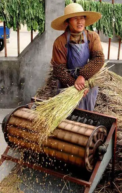 秋收季 老式脱谷机脱谷 难舍这份老感情