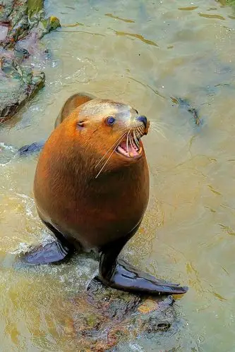 【海狮...摄影图片】生态摄影_太平洋电脑网摄影部落