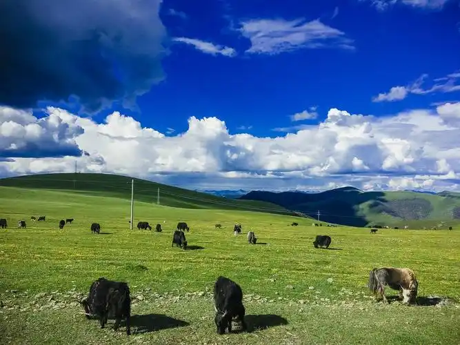 2022那曲高寒草原游玩攻略,在人们的想象中,那里空旷,.【去哪儿攻略】