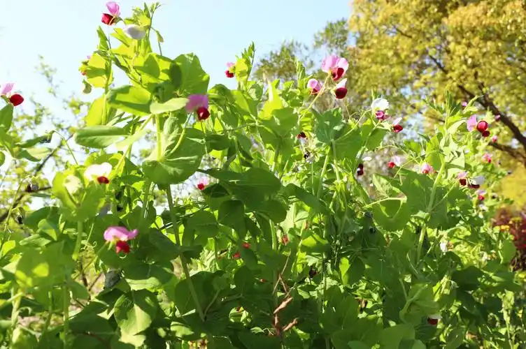 蚕豆花开也很美
