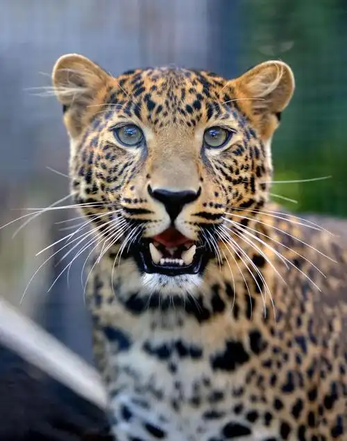 大自然中的小猎豹