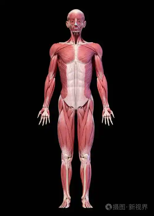 人体完整的男性肌肉系统正面图