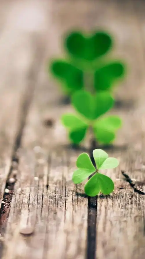 唯美幸运四叶草系