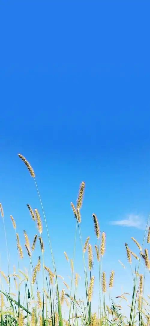 简单高清全面屏壁纸简约小清新壁纸就是这么简单才好70▽70