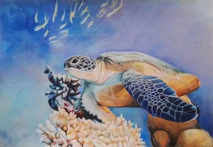 彩铅,海龟