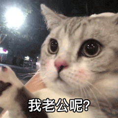 萌宠gif猫星人gif我老公呢gif期待gif呆萌gif可爱gif