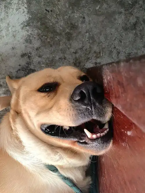 我的狗每天就像一个智障