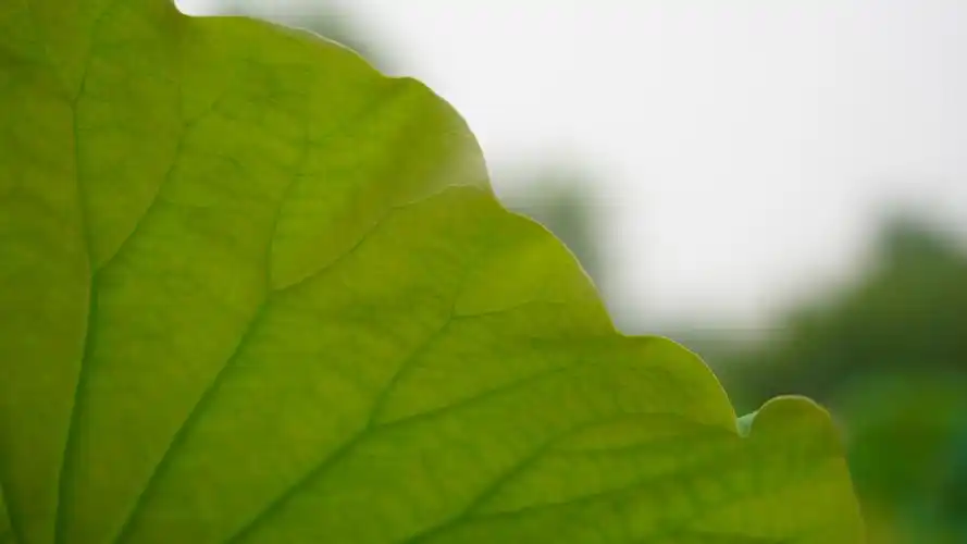 花开半夏(菏泽七里河湿地公园) - 风展红旗2021 - 图虫