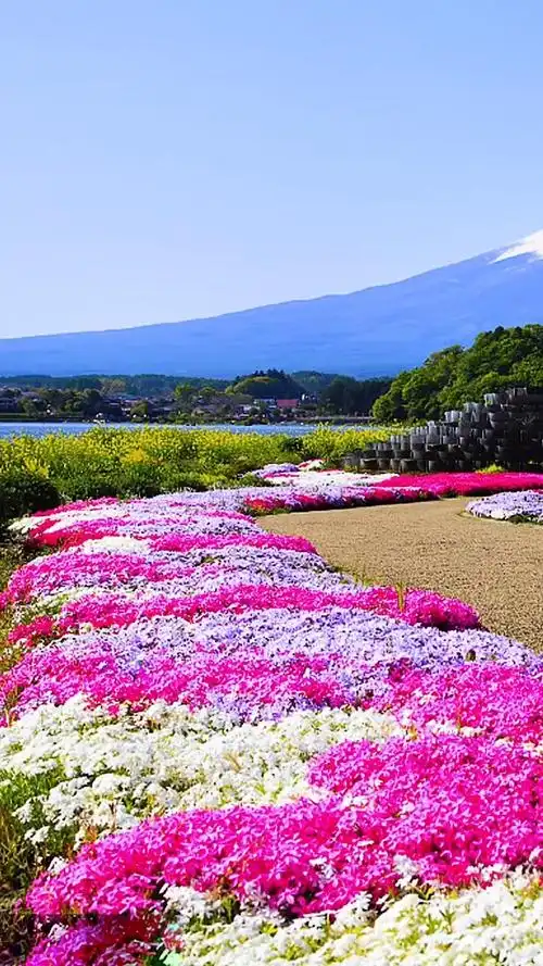 最美的风景#在日本能看到富士山的人是很幸运的!