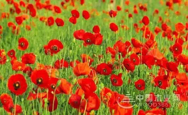 罂粟花都有哪些用途|罂粟花的花语是什么