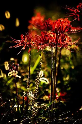 无尽的思念,绝望的爱情——彼岸花