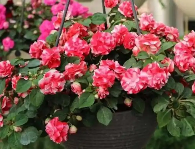 好养易活的几款花沾点水就疯长开花勤还爱爆盆全年开花不停