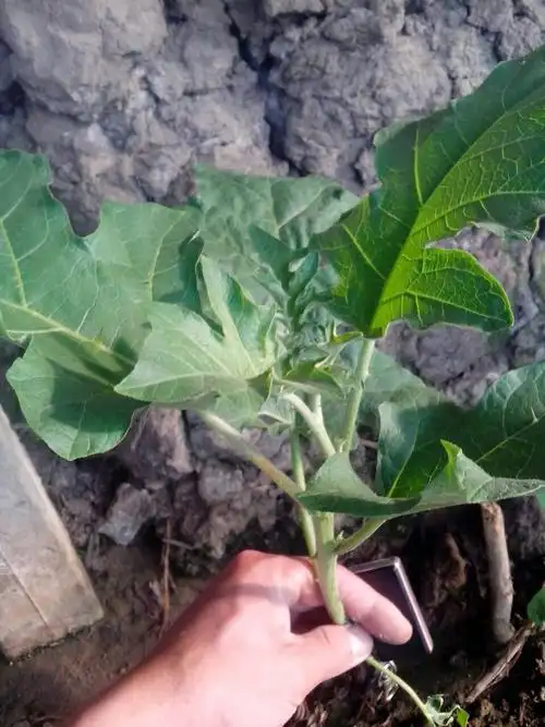 托鲁巴姆  嫁接茄子用的野茄秧 追问 不是 回答 我们嫁接茄子都用这种