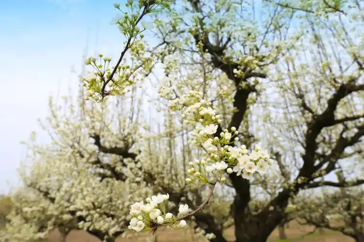 提前帮你做好周末攻略了赏梨花的多种选择