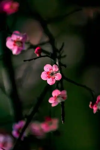 冷艳无双:探梅一路冰雪, 问梅醉到心痴