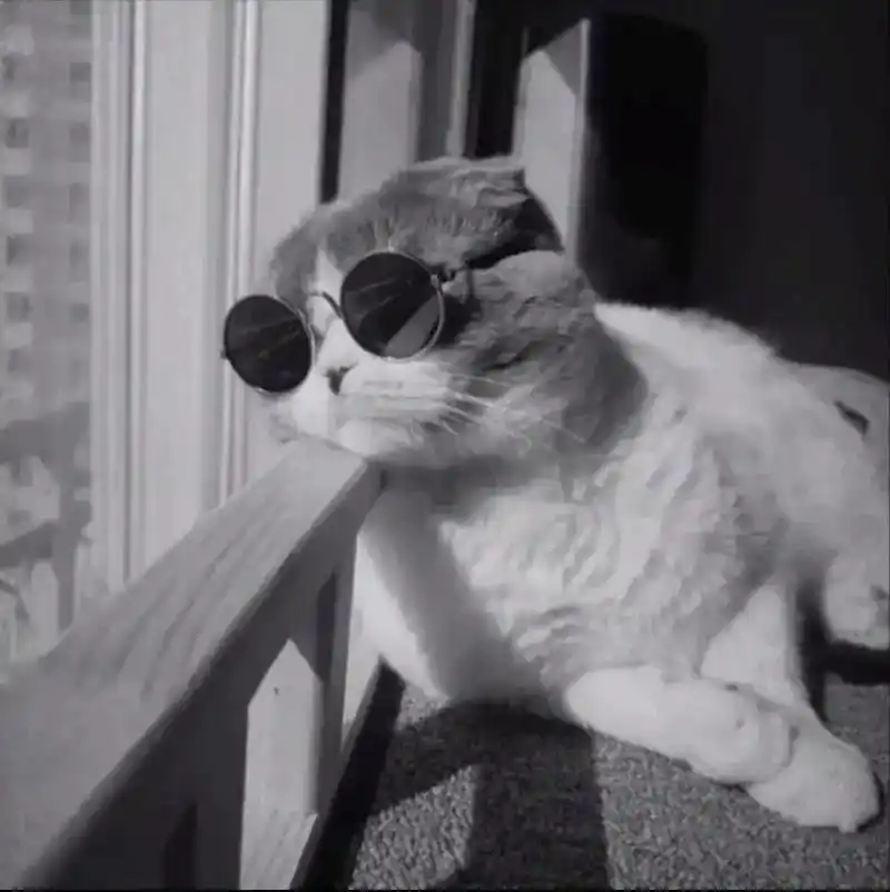 无定义头像来袭~主页可取图#优质头像 #猫咪头像 #欢迎取图 - 抖音